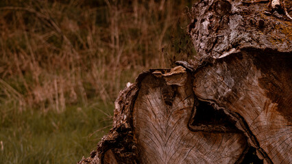 Close up of a tree trunk in the middle of the field.