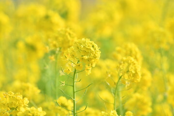 Obraz premium 春の花