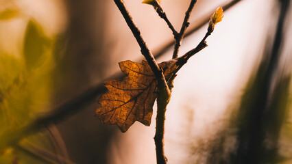 Close up of a dry leaf on a tree branch in autumn.