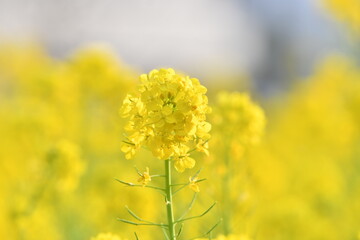 Obraz premium 黄色の花 菜の花