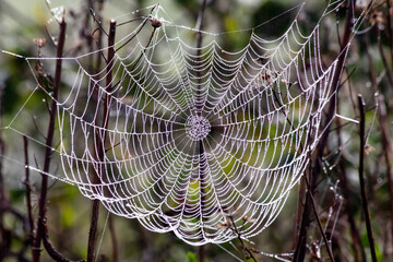 Spider web with dew drops. Early foggy morning. Spider webs are nature's works of art. Spider web.