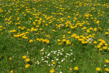Dandelion, Bitter Chicory. Taraxacum officinale. Minor or common daisies. Bellis perennis.