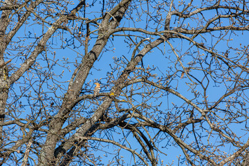 Oak and Common Hoopoe perched on its branches. Upupa epops.