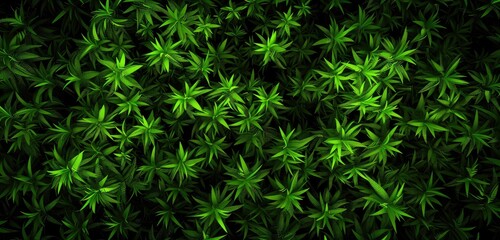 Lush Green Cannabis Leaves from Above