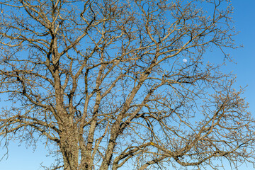 Quercus pyrenaica. Pyrenean oak tree sprouting in spring, blue sky and the moon.