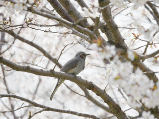 桜とヒヨドリ