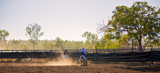 Cowboy rounding up a calf in a campdraft event at a country rodeo