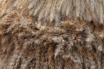 Fototapeta premium Beautiful golden ears of wheat close-up