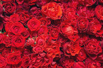 Lots of beautiful red rosesþ Background and texture - obrazy, fototapety, plakaty