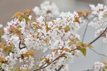 葉桜
