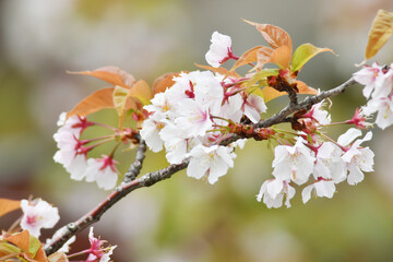 葉桜