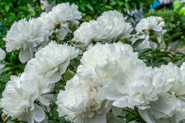 Big white peony flowers. Decorative white peony flowers blooming in the garden.