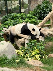 giant panda bear in hong kong © Yan