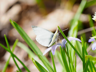 春のヒメシロチョウ