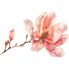 Watercolor Pink Magnolia Flower Illustration