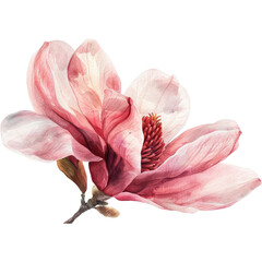Watercolor Pink Magnolia Flower Illustration