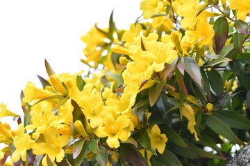 春の黄色の花