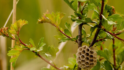 Wasp nest on a branch of a tree in the spring.