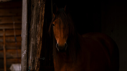 Horse in a stable at sunset. Portrait of a horse