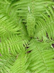 green bush of young fern in the forest