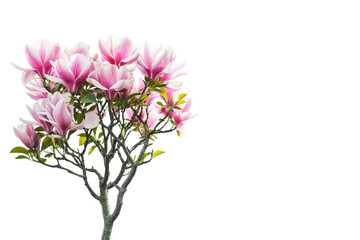 Naklejka na ściany i meble Small Tree With Pink Flowers on White Background