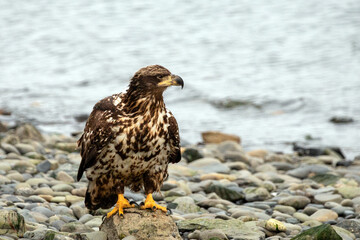 Young immature american bald eagle in coastal Alaska United States