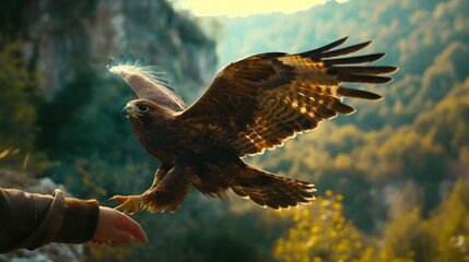 a hawk flying landing on a man's hand
