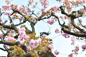 ピンク色の花　八重桜