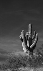 Single saguaro cactus in the Salt River management area near Scottsdale Mesa Phoenix Arizona United...