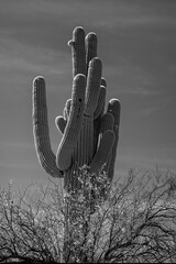 Multi-armed Saguaro cactus in the Salt River management area near Scottsdale Mesa Phoenix Arizona United States