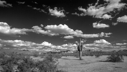 Saguaro cactus under spring clouds  in the Salt River management area near Scottsdale Mesa Phoenix...