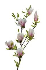 Blossom branch of magnolia tree on a white background