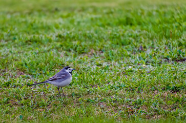 The white wagtail (Motacilla alba), walks on the green spring grass, small, close up