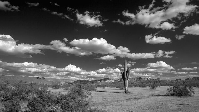 Saguaro cactus under spring clouds  in the Salt River management area near Scottsdale Mesa Phoenix Arizona United States - black and white