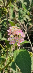 Pink and White Lantana Camara Flowers Blooming on Green Leaves Background