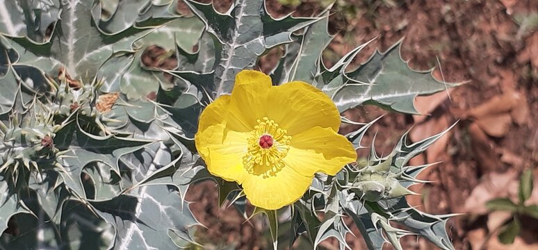 Yellow Mexican Prickly Poppy Flower Full Bloom on Green Leaves Background
