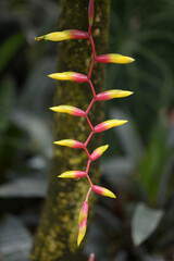 フリーセア・シンプレックス