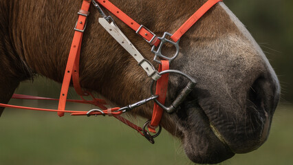 Close-up of the head of a brown horse in a bridle