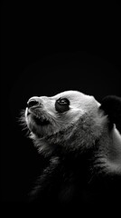panda, animal wallpaper image in high resolution