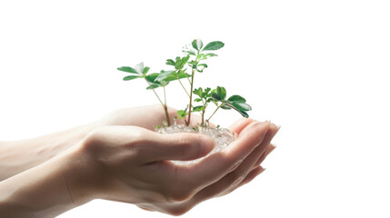 Fototapeta na wymiar Nurture your hands and water small plants. that grows in order,on white background