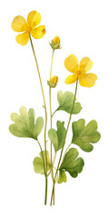 yellow flowers
