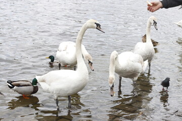 Man feeding swans by the riverside of Vtlava in Prague