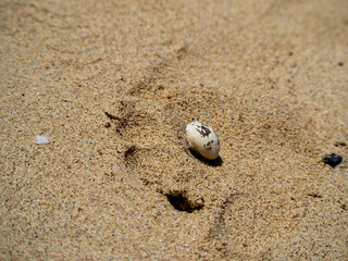 Shells in the sand on the beach. Selective focus.