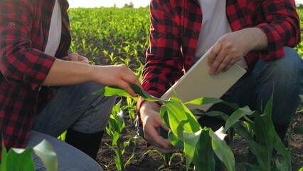 Man and woman farmer agronomist checking corn seedling green leaf use tablet at field. Two...