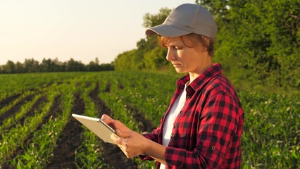 Modern female agronomist farmer analyzing seedling cultivation tablet at corn field closeup. Woman...