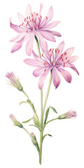 Fototapeta na wymiar bouquet of pink flowers