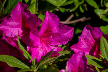 雨上がりのツツジ