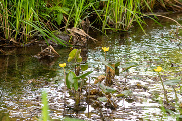 春に咲くヒメコウホネ
