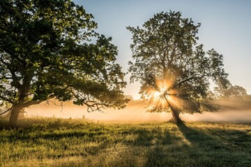 The first golden sun rays shining through the ground fog and the green crown of the trees during...