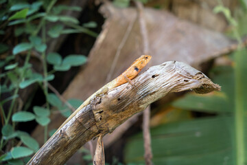 Oriental garden lizard (Calotes versicolor) in the backyard